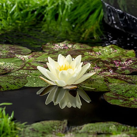 Nymphaea ‘Marliacea Chormat.’
