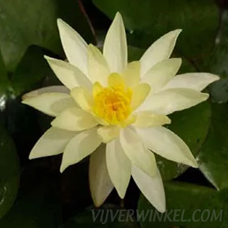 Nymphaea 'Sulphurea'