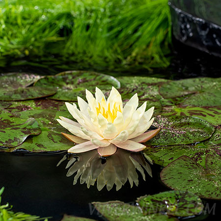 Nymphaea 'Texas Down'