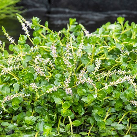 Rotala rotundifolia green