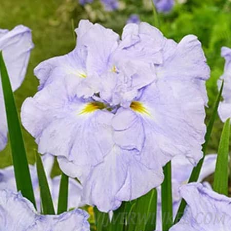 Japanse iris Ensata Dinner Plate Ice Cream