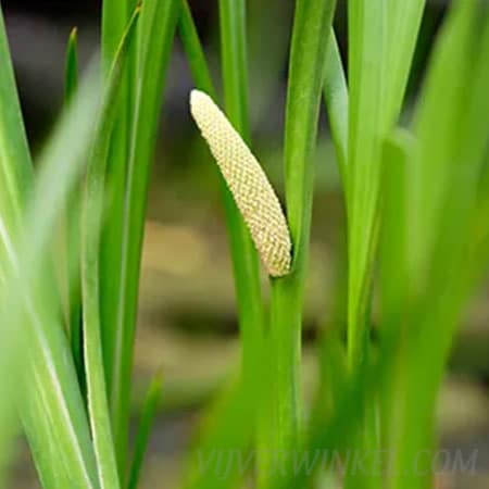 Kalmoes Acorus calamus