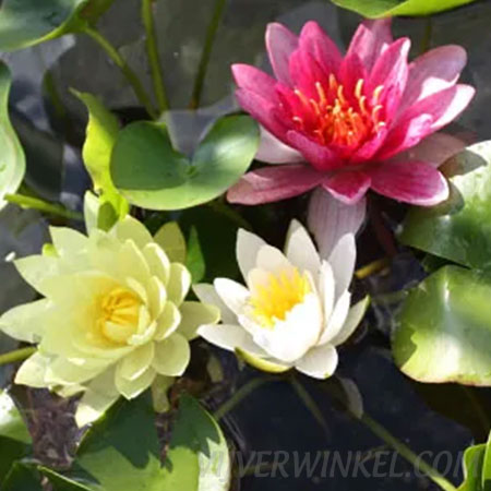 Nymphaea 'Mix Trio'