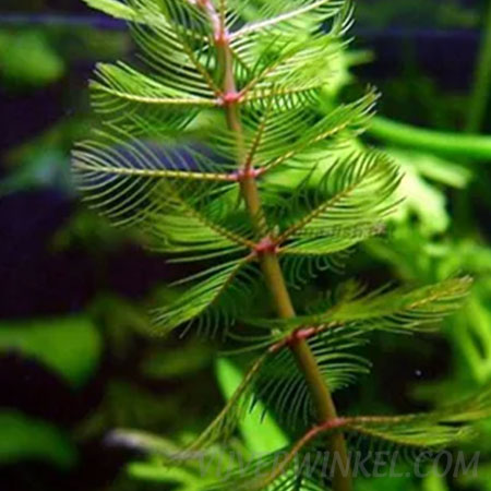 Myriophyllum spicatum
