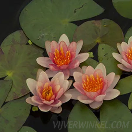 Nymphaea 'Phoebus'