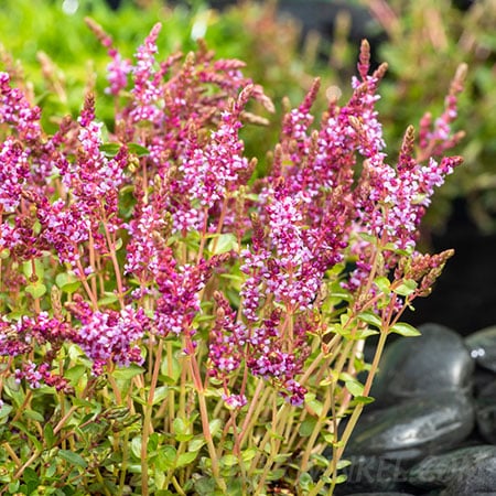 Rotala indica