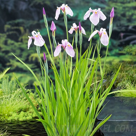 Roze lis Iris laevigata ‘Rose Queen’