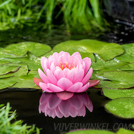 Nymphaea 'American Star'