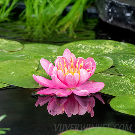 Nymphaea 'Mayla'