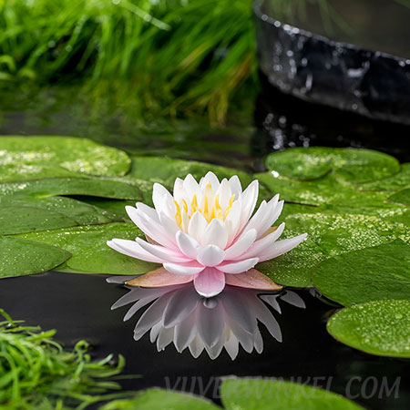 Nymphaea 'Ray Davies'