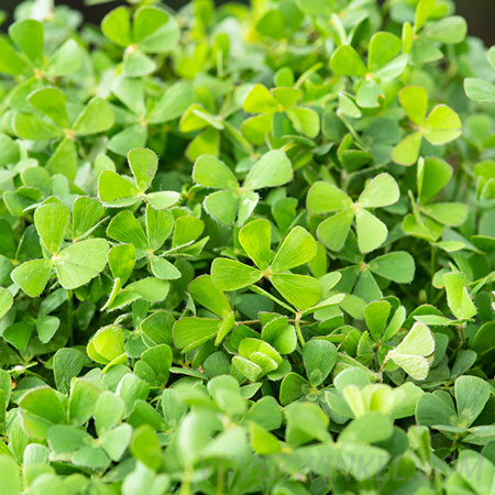 Marsilea quadrifolia