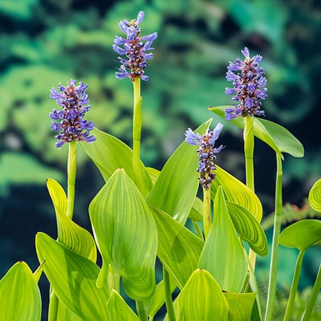 Waterplanten