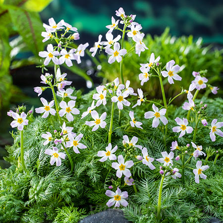 Hottonia palustris