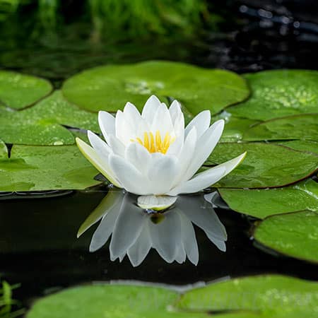 Witte waterlelie Nymphaea ‘Alba’