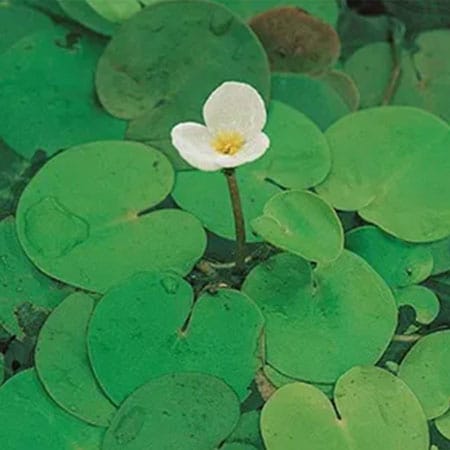 Drijfplanten