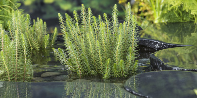 Zuurstofplanten noodzaak voor de vijver