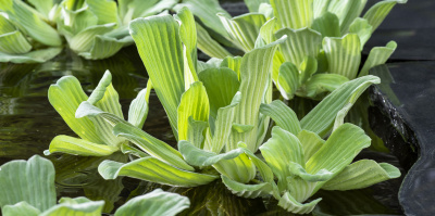 Drijfplanten kopen voor de vijver