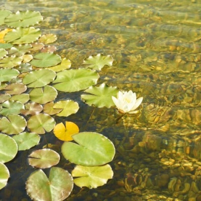 Troebel water of een groene vijver en nu?!