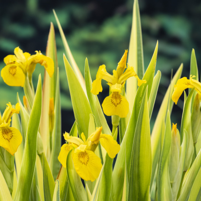 Vijverplanten planten - Hoe doe je dat eigenlijk goed?