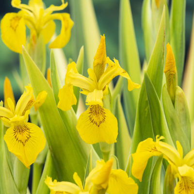 Wat zijn de beste vijverplanten voor een plantenfilter?