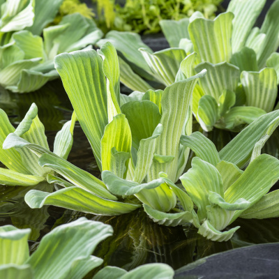 Drijfplanten kopen voor de vijver